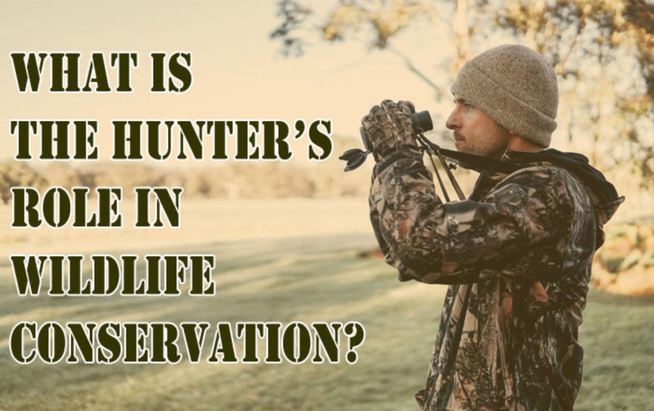 Hunters play an additional role in wildlife management by: